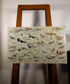 Strandlopers en weidevogels