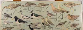 Strandlopers en weidevogels