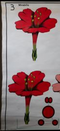 Erfelijkheidsleer bij planten Mirabilis