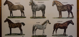Paarden en ezels