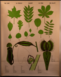 Het blad