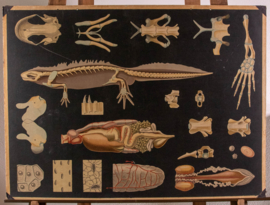 Salamander