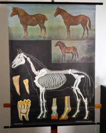 Paard