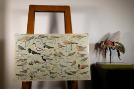 Strandlopers en weidevogels