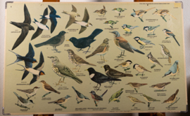 Zangvogels 1