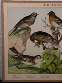 Schreiber Vink en Huismus