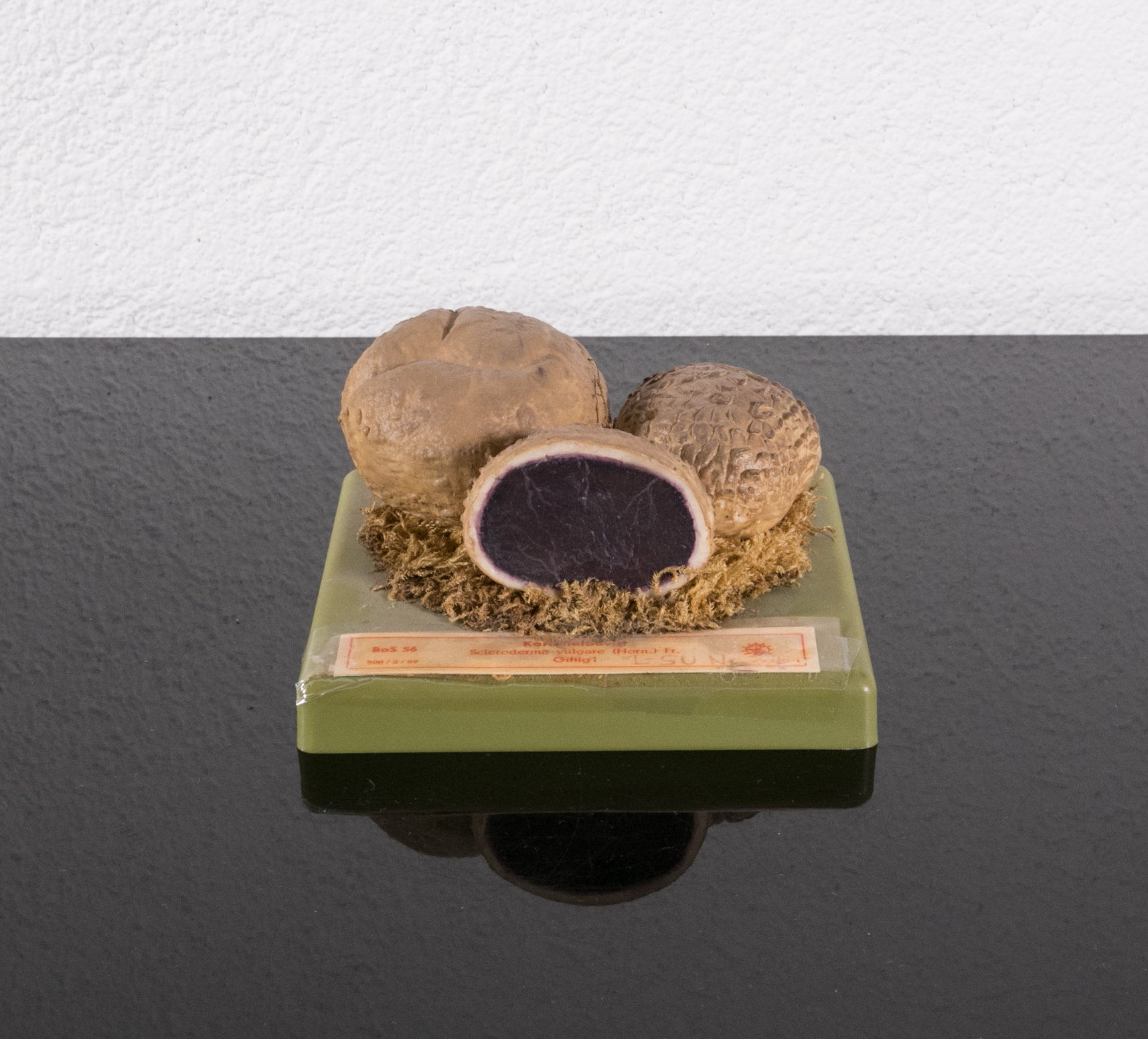 Sclederma Vulgare