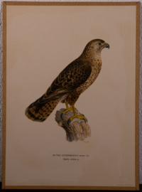 Buizerd
