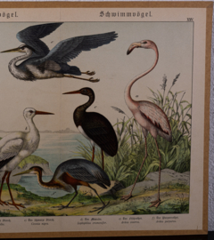 Schreiber Ooievaar en Flamingo