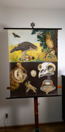 Roofvogel  en Uil       Litho