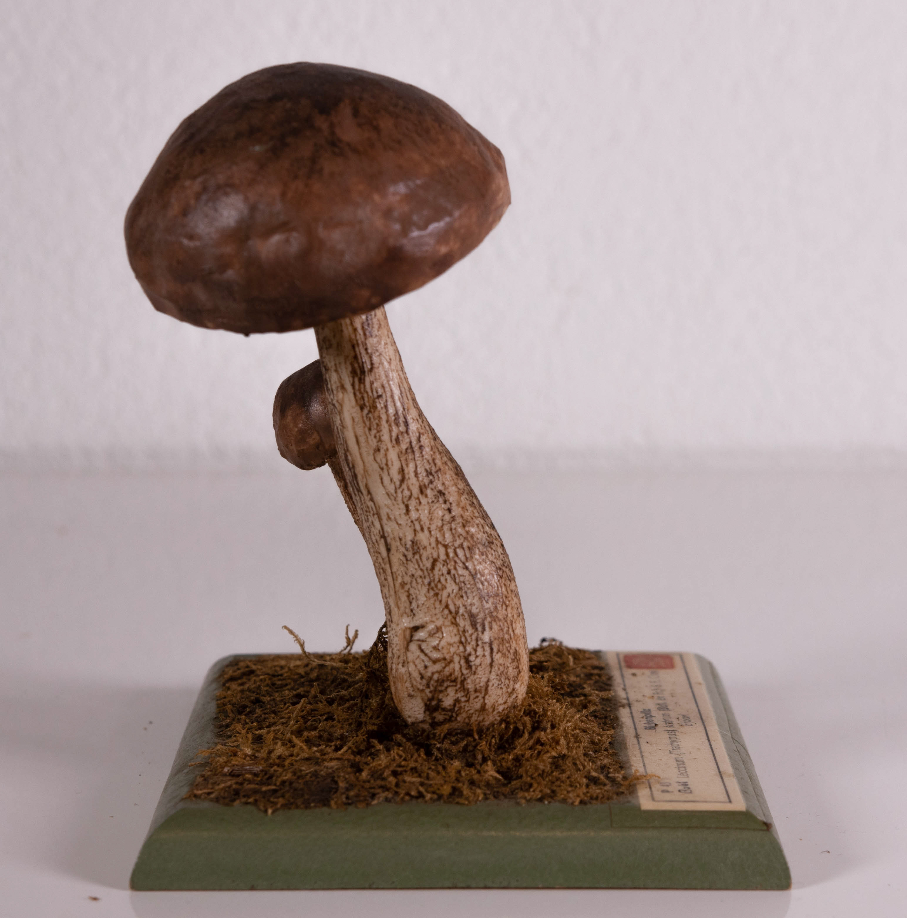 Leccinum Trachypus Scabrum