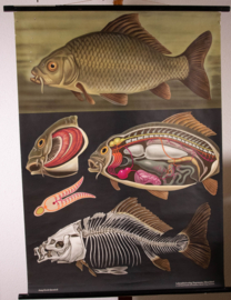 Karper Litho