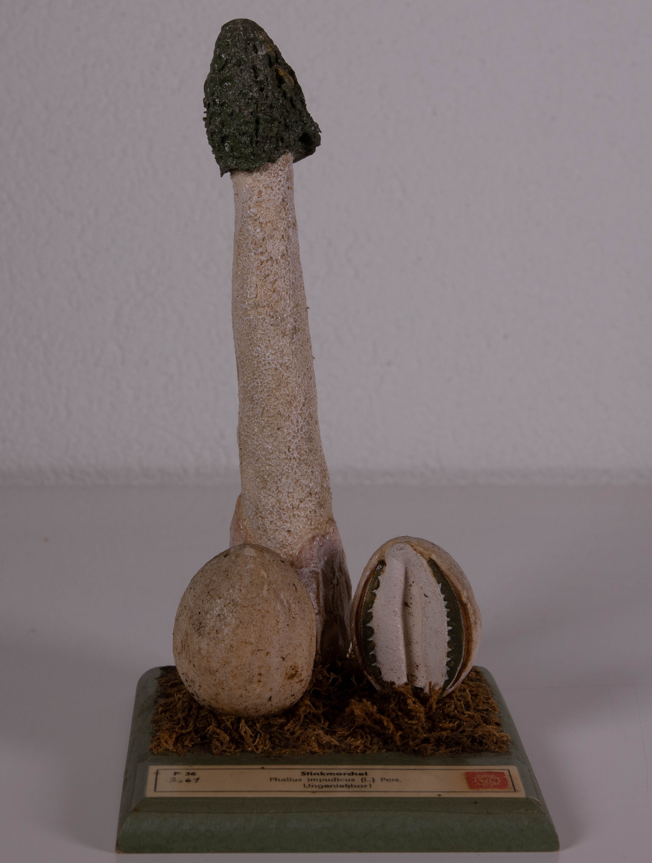 Phallus Impudicus