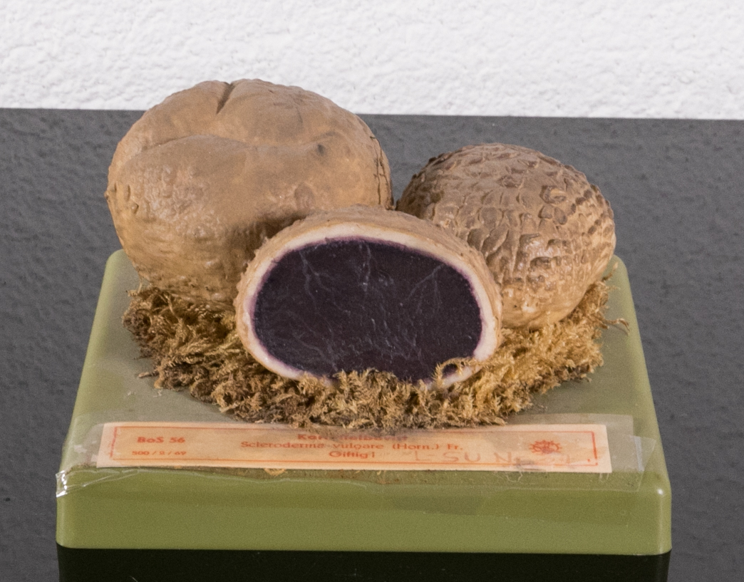 Sclederma Vulgare