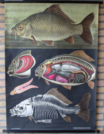 Karper Litho