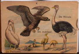 Pelikaan,de Adelaar en de Struis