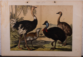 Schreiber Pauw, Goudfazant, Struisvogel en Kasuaris