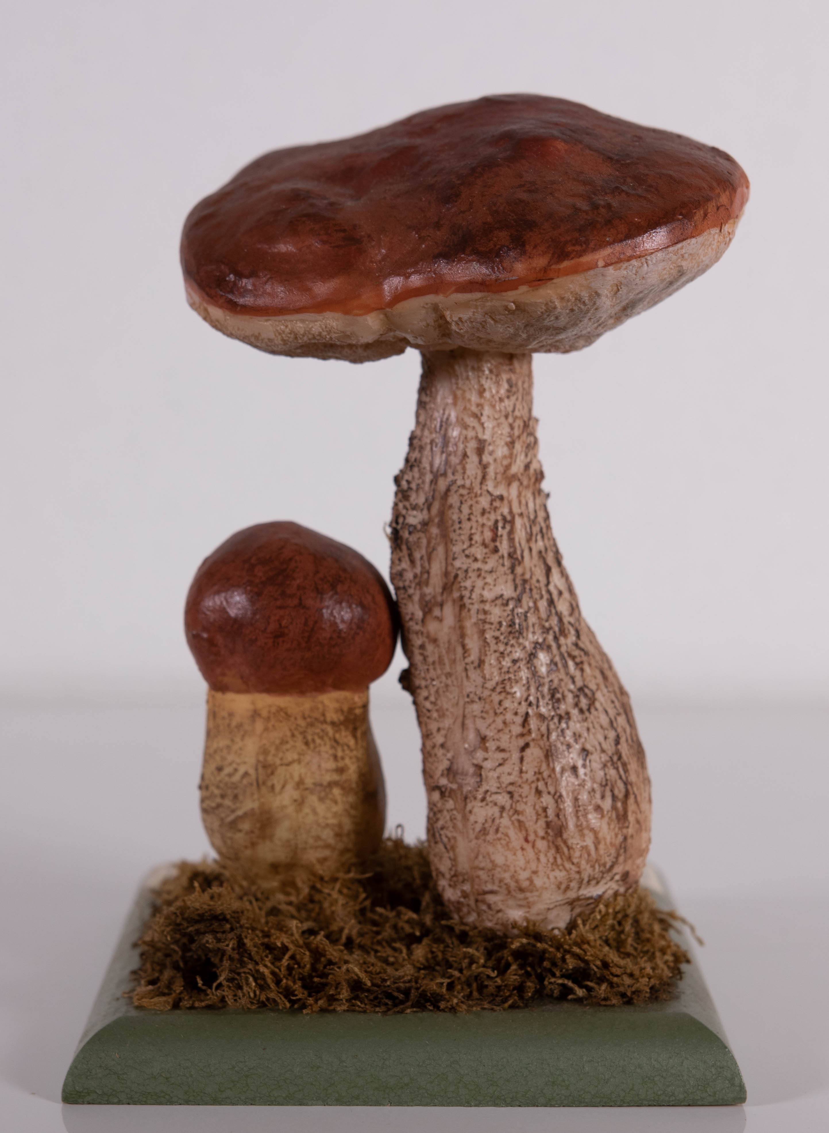 Leccinum Aaurantiacum