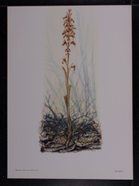 6 plaatjes Botanisch