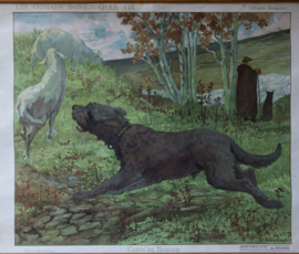 Herder schapen