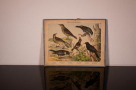 Schreiber Merel – Pestvogel