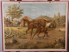 Paard en veulen