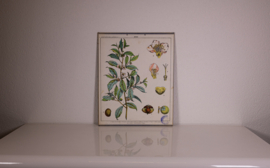 Botanisch  6