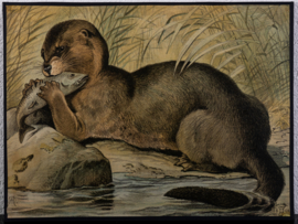 Otter