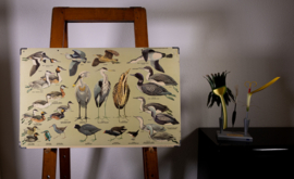 Strandlopers en weidevogels