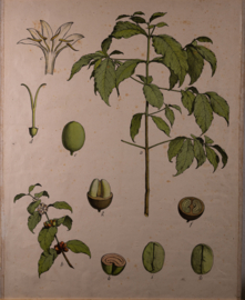Koffie Litho