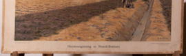 Heideontginning in Noord Brabant