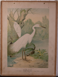 Grote Zilverreiger