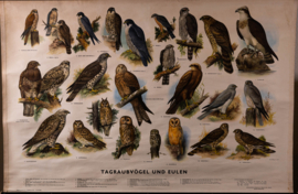 Dagroofvogels en uilen