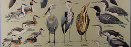 Strandlopers en weidevogels