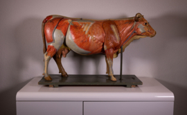 Oude vintage anatomische koe van Somso.