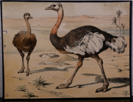 Struisvogel