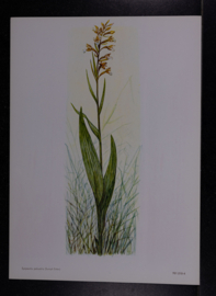 6  Plaatjes Botanisch