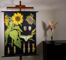 Zonnebloem Litho