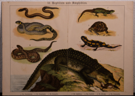Schreiber Reptielen en Amphibien