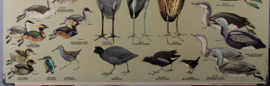 Strandlopers en weidevogels