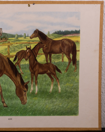 Paarden
