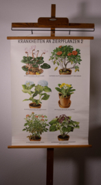 Ziekten aan sierplanten