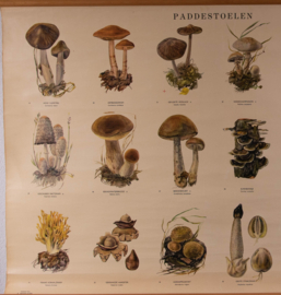 Paddestoelen II