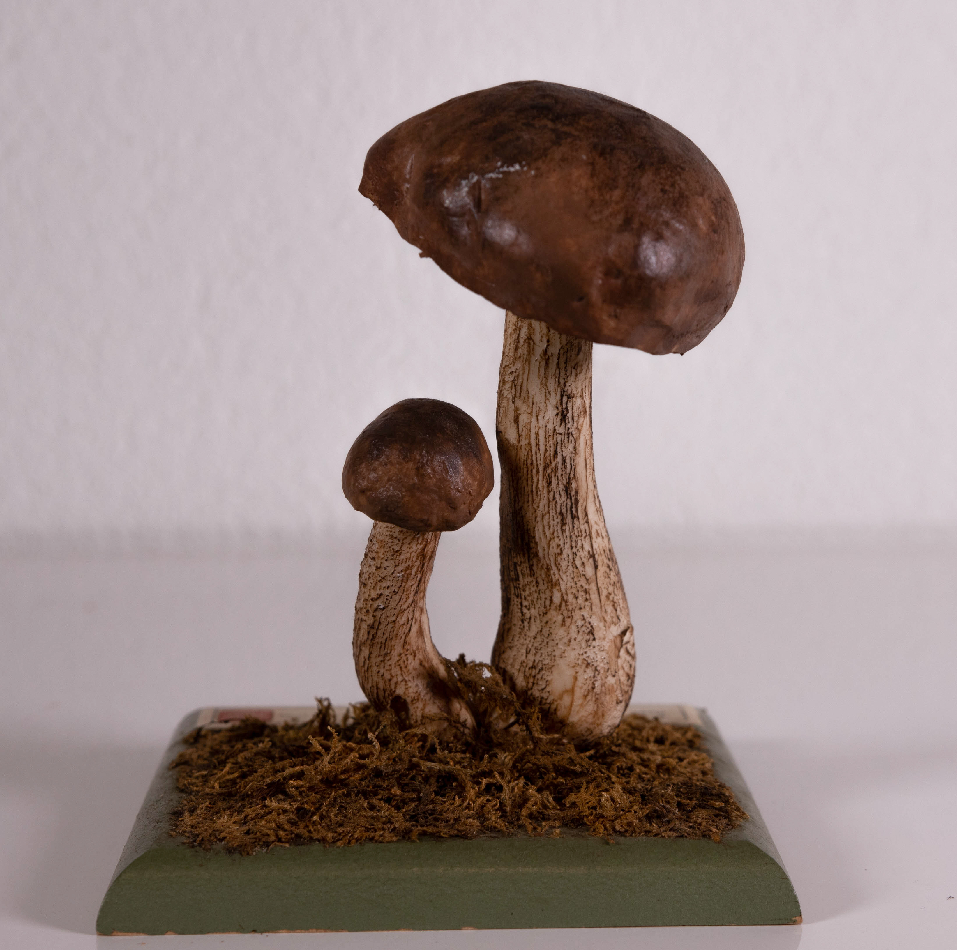 Leccinum Trachypus Scabrum