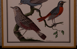 Vogelplaatje 4 Litho