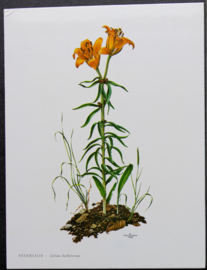 4 Schoolplaatjes    Botanisch  7