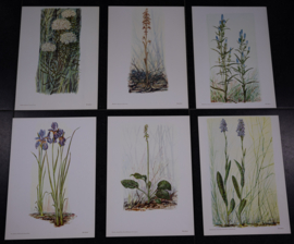 6 plaatjes Botanisch