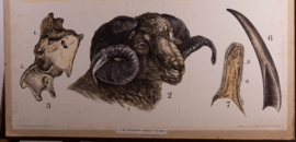 Schaap