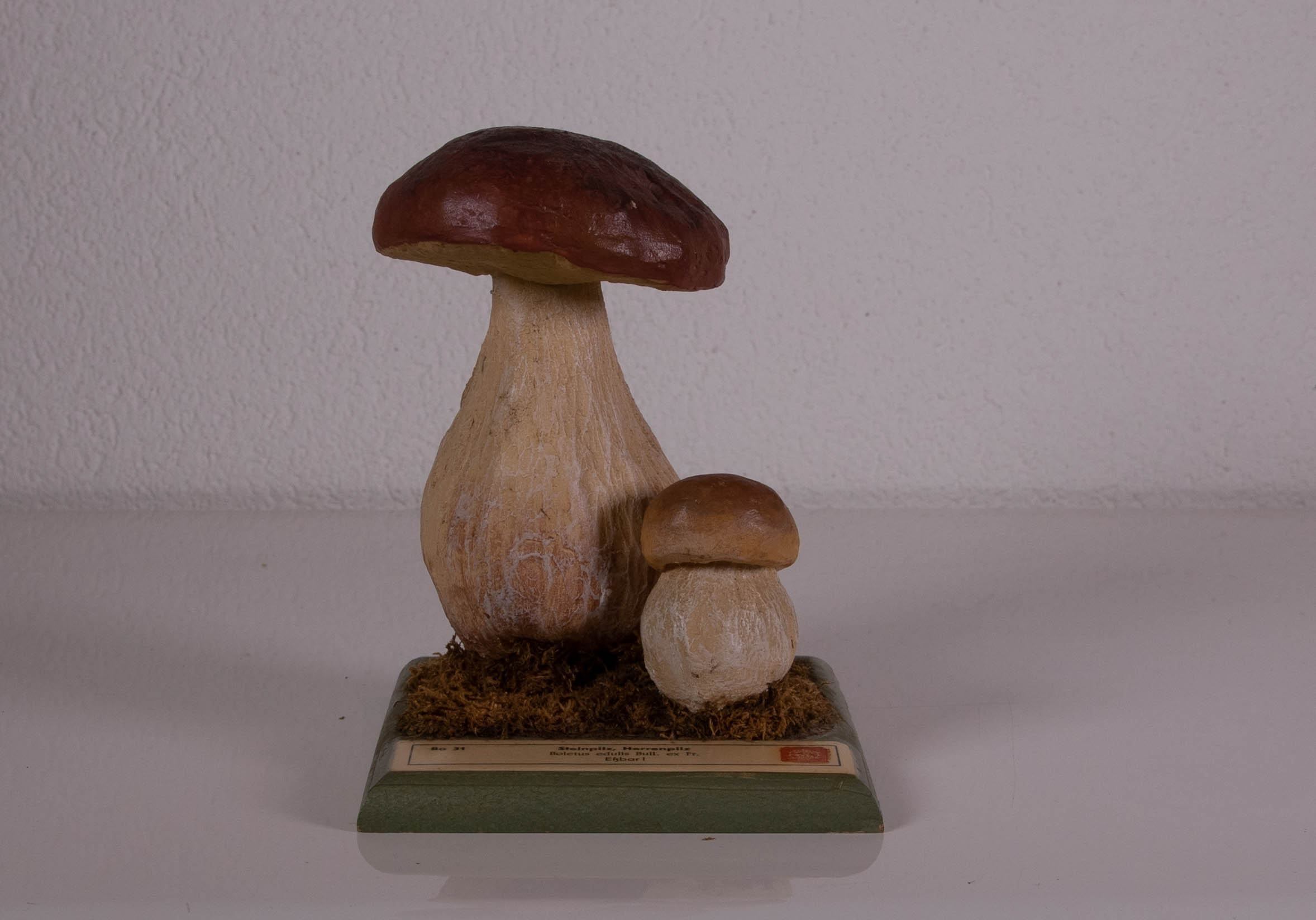 Boletus Edulis Bull