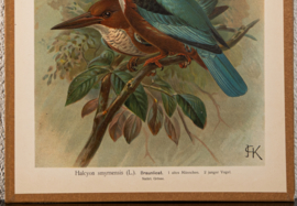 Smyrna IJsvogel